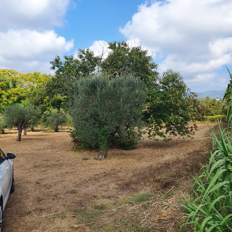 Terreno agricolo in vendita a Velletri