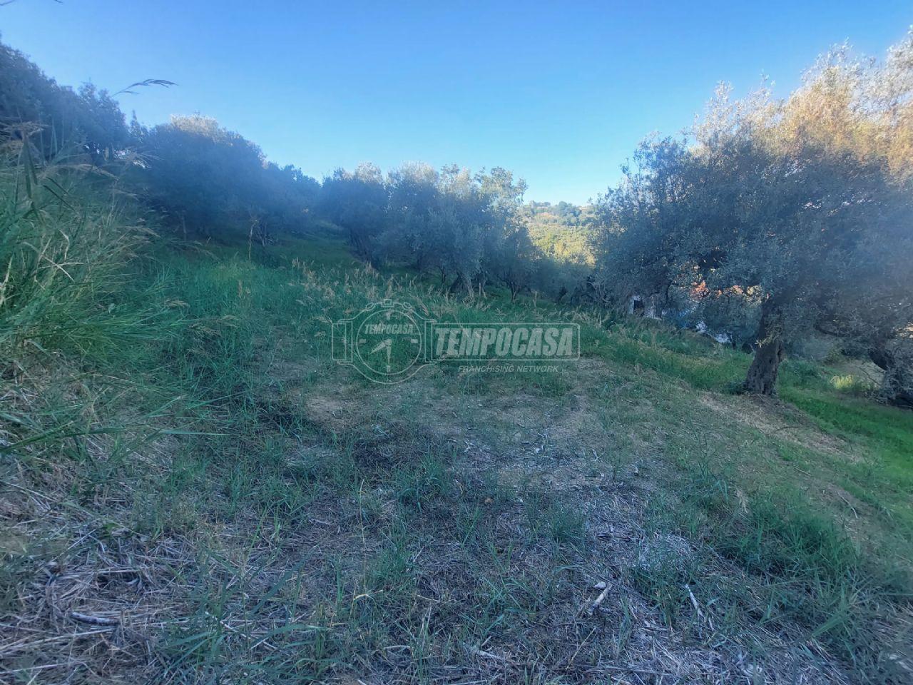 immagine annuncio 4 di 12