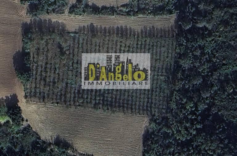 Azienda agricola in San Lazzaro, Offida, {3} - Foto 2