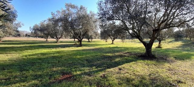 Terreno agricolo in {3}, Via della Mola 00 - Foto 1