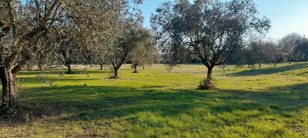 Terreno agricolo in vendita a Manziana