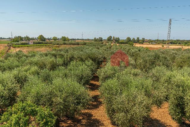 Terreno agricolo in Loc. Colonia Elisabetta Snc, Tarquinia - Foto 1