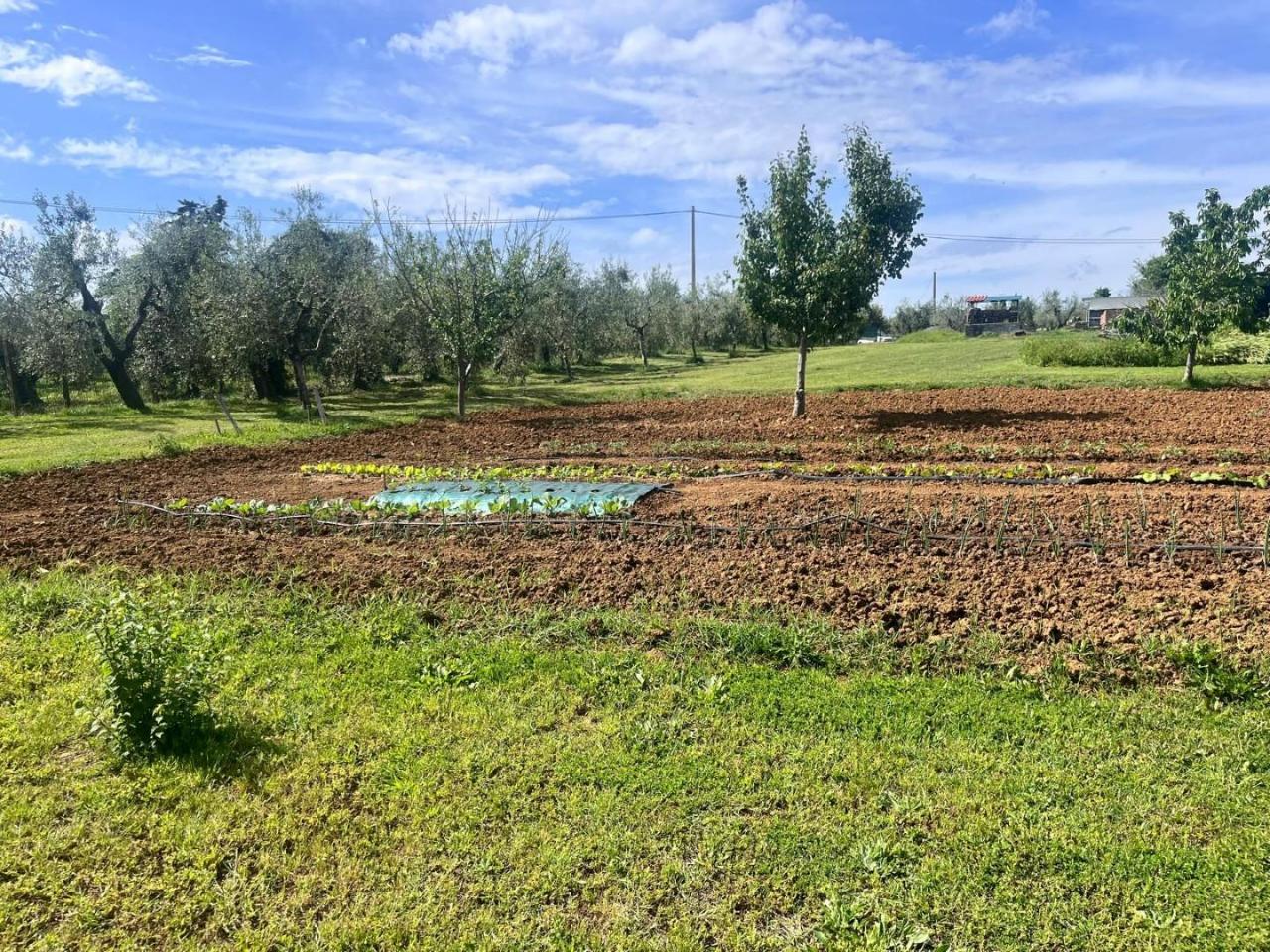 immagine annuncio 2 di 6