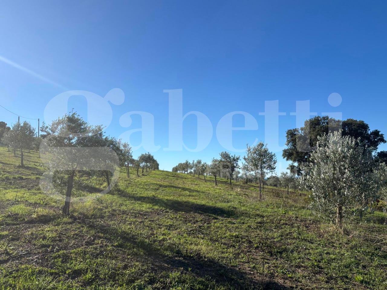 immagine annuncio 4 di 11