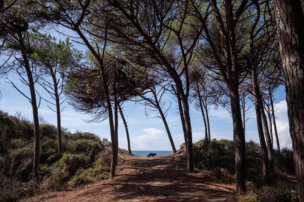 immagine annuncio 6 di 8