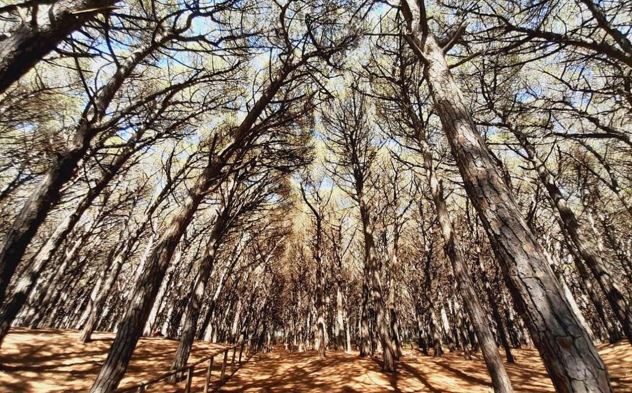 immagine annuncio 4 di 8