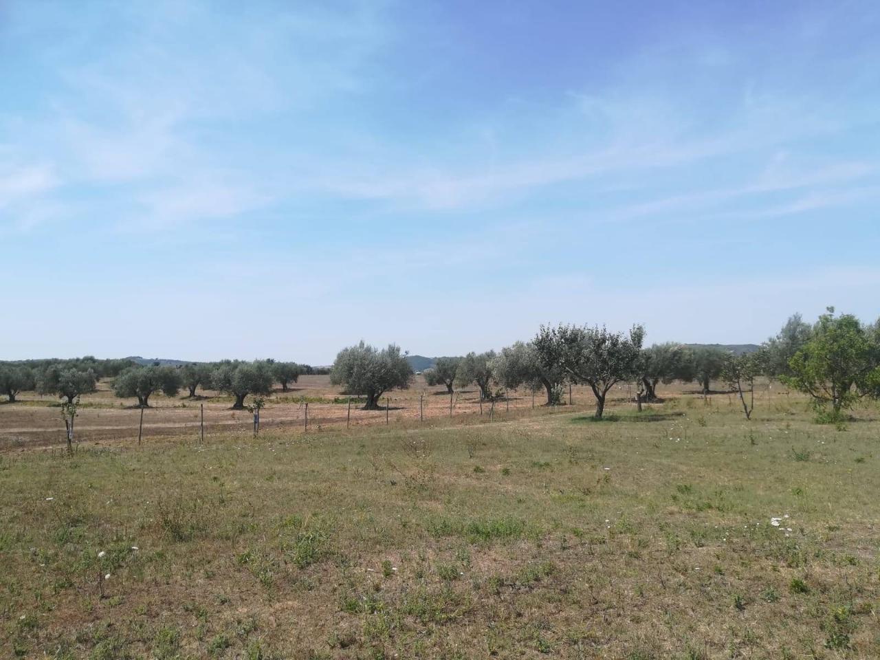 Azienda agricola in Pian di Morrano, Pitigliano, {3} - Foto 2