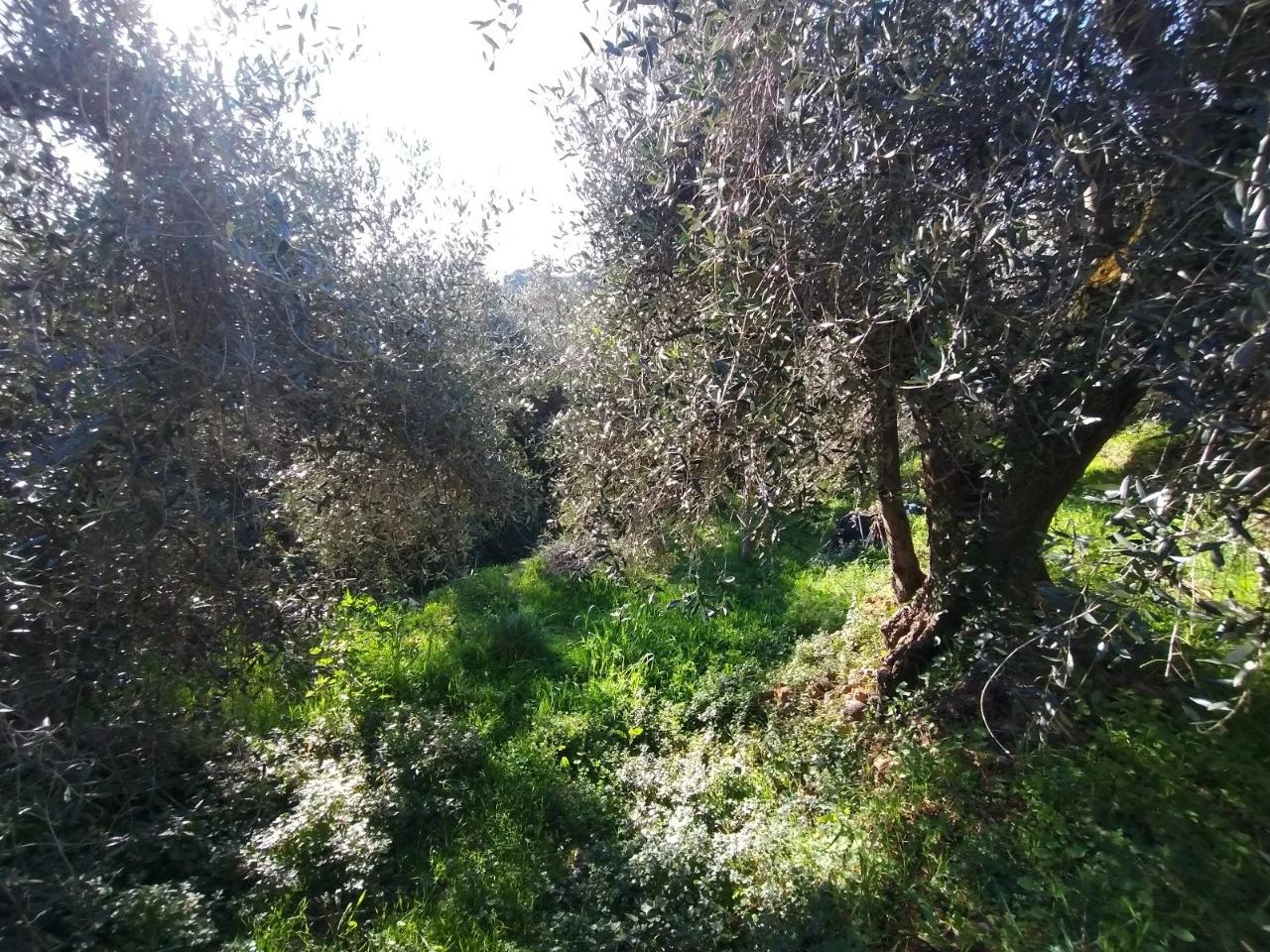 immagine annuncio 1 di 6