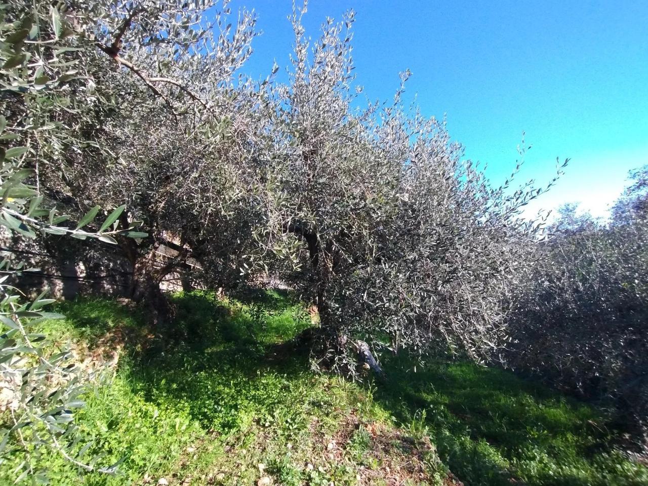 immagine annuncio 2 di 6