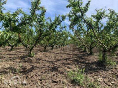 Terreno agricolo in Via della Quercia, Mondragone - Foto 1