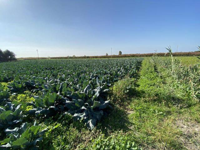 Terreno agricolo in Via Stazione, Mondragone - Foto 1