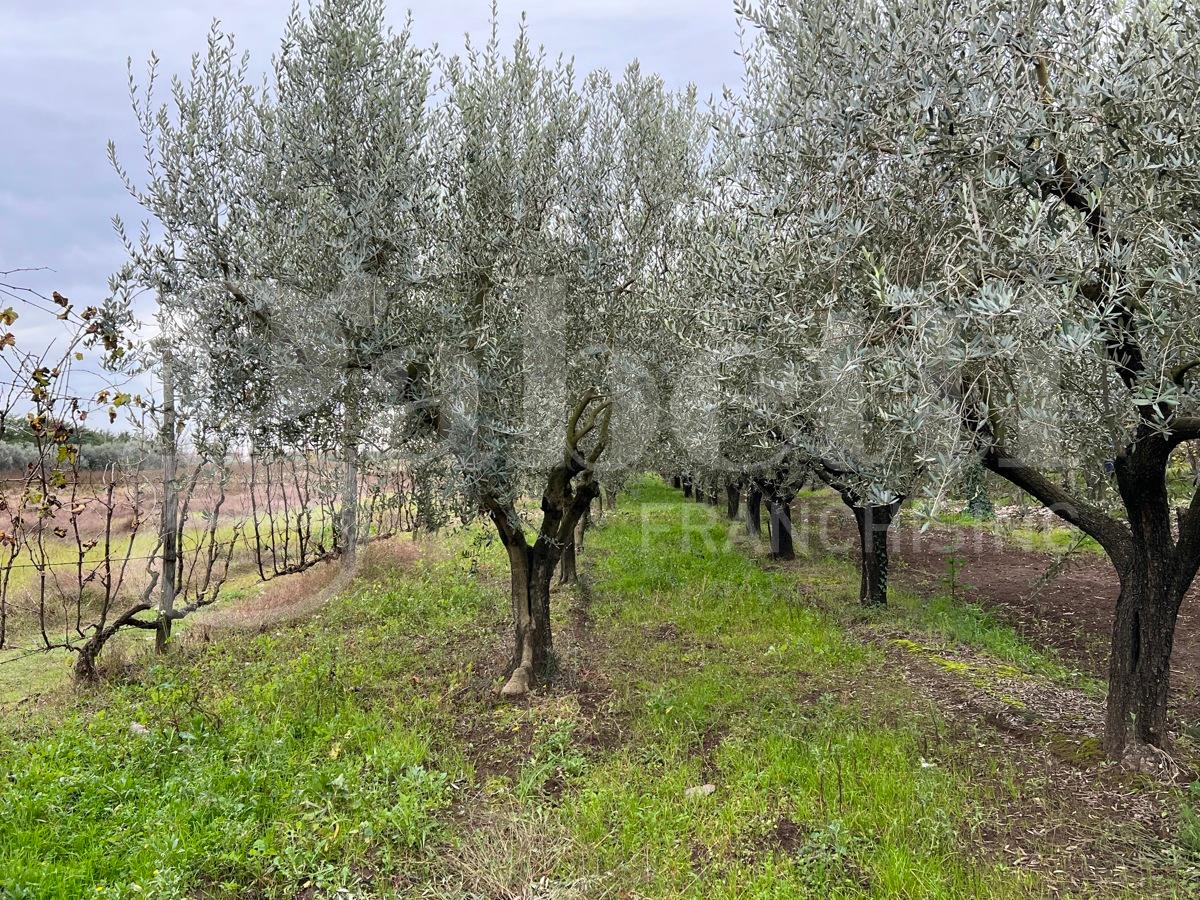 immagine annuncio 1 di 9