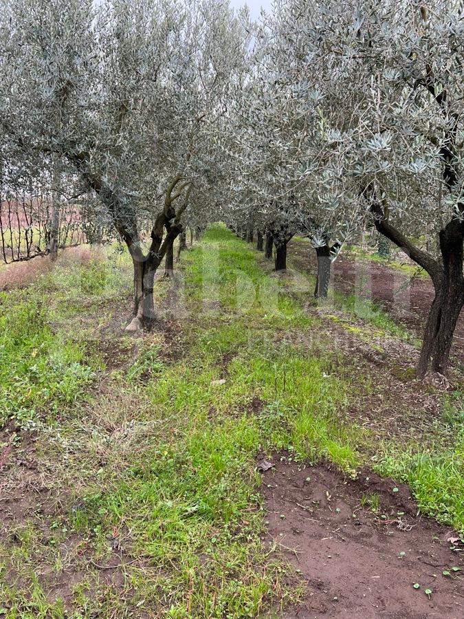 immagine annuncio 4 di 9