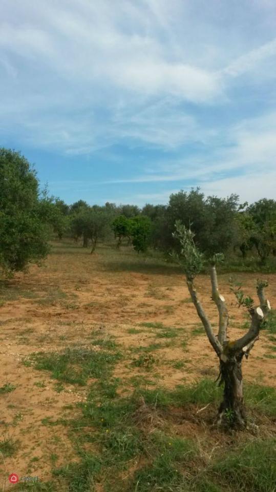 immagine annuncio 1 di 7
