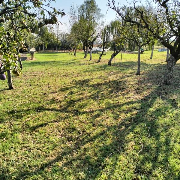 immagine annuncio 5 di 13