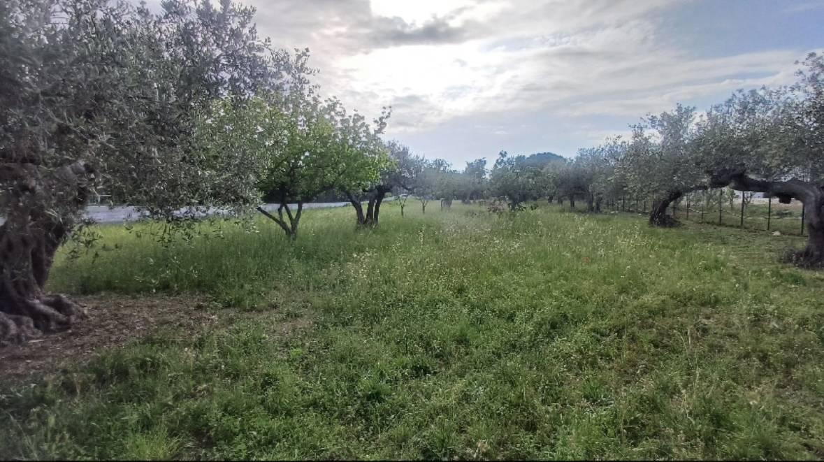 immagine annuncio 3 di 8