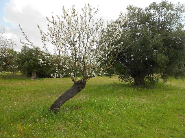 Terreno agricolo, Crispiano - Foto 1