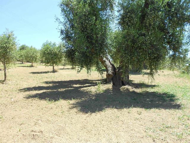 Terreno agricolo, Crispiano - Foto 1