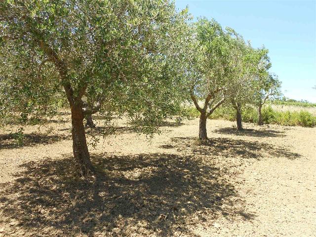 Terreno agricolo, Crispiano - Foto 1