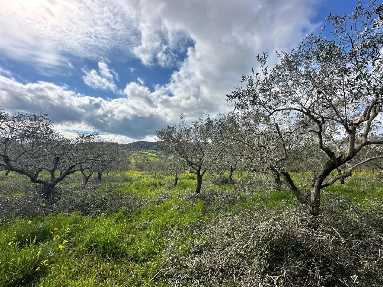 immagine annuncio 1 di 9