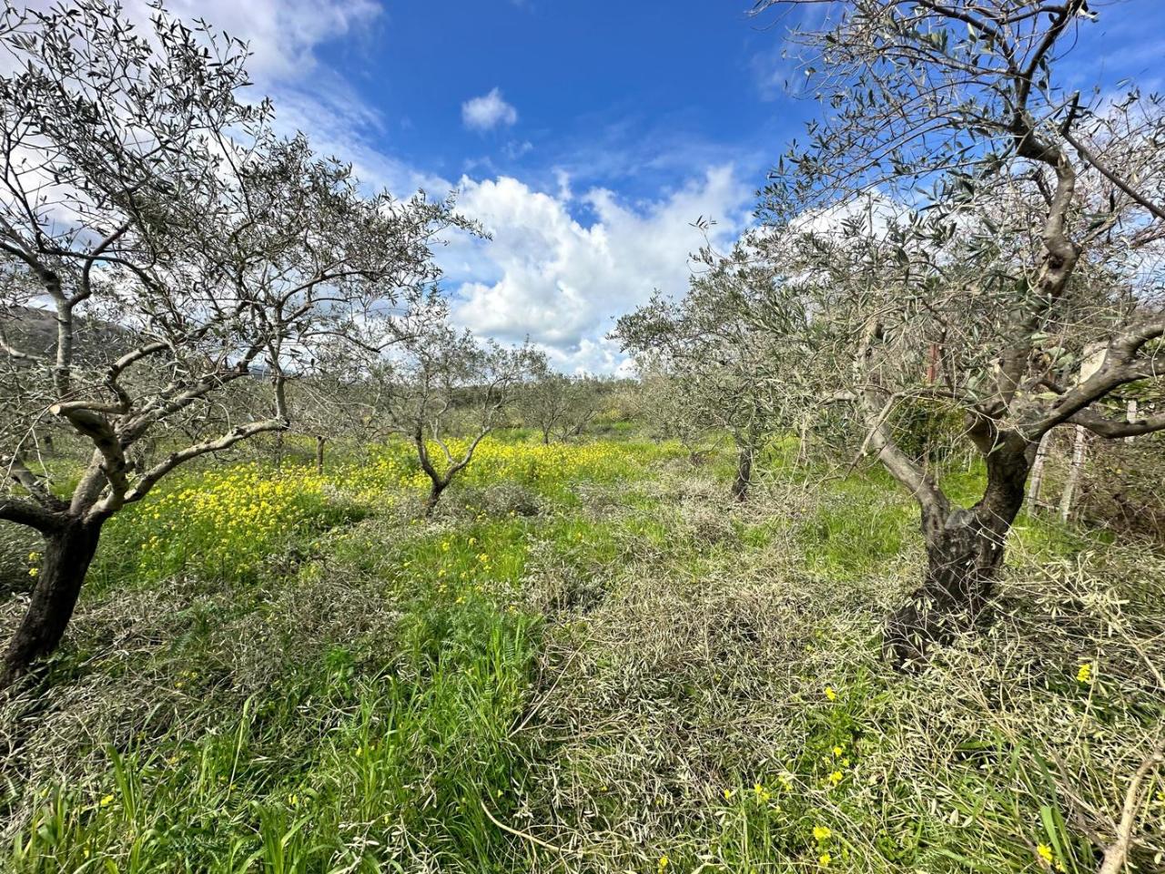 immagine annuncio 8 di 9