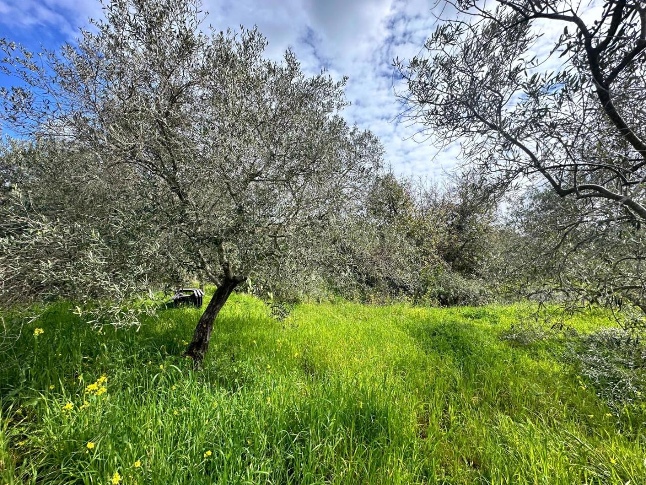 immagine annuncio 6 di 9