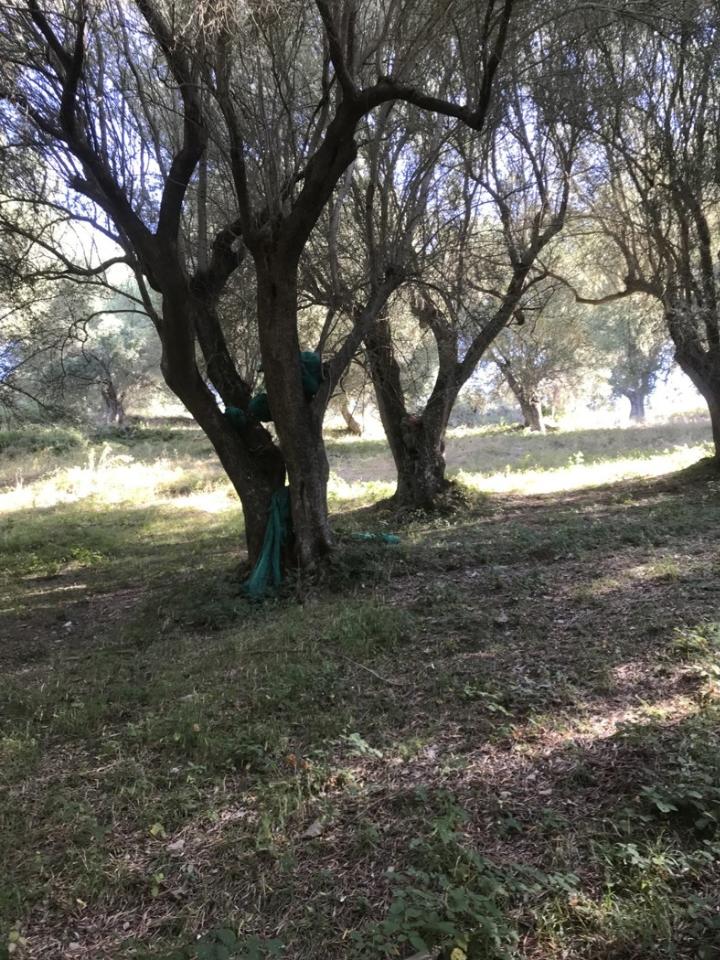 immagine annuncio 6 di 9