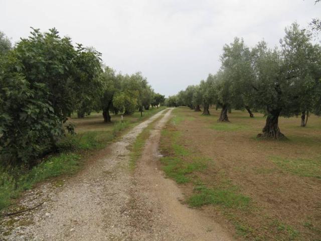 Terreno agricolo in {3}, Salvatore Fimiani - Foto 1