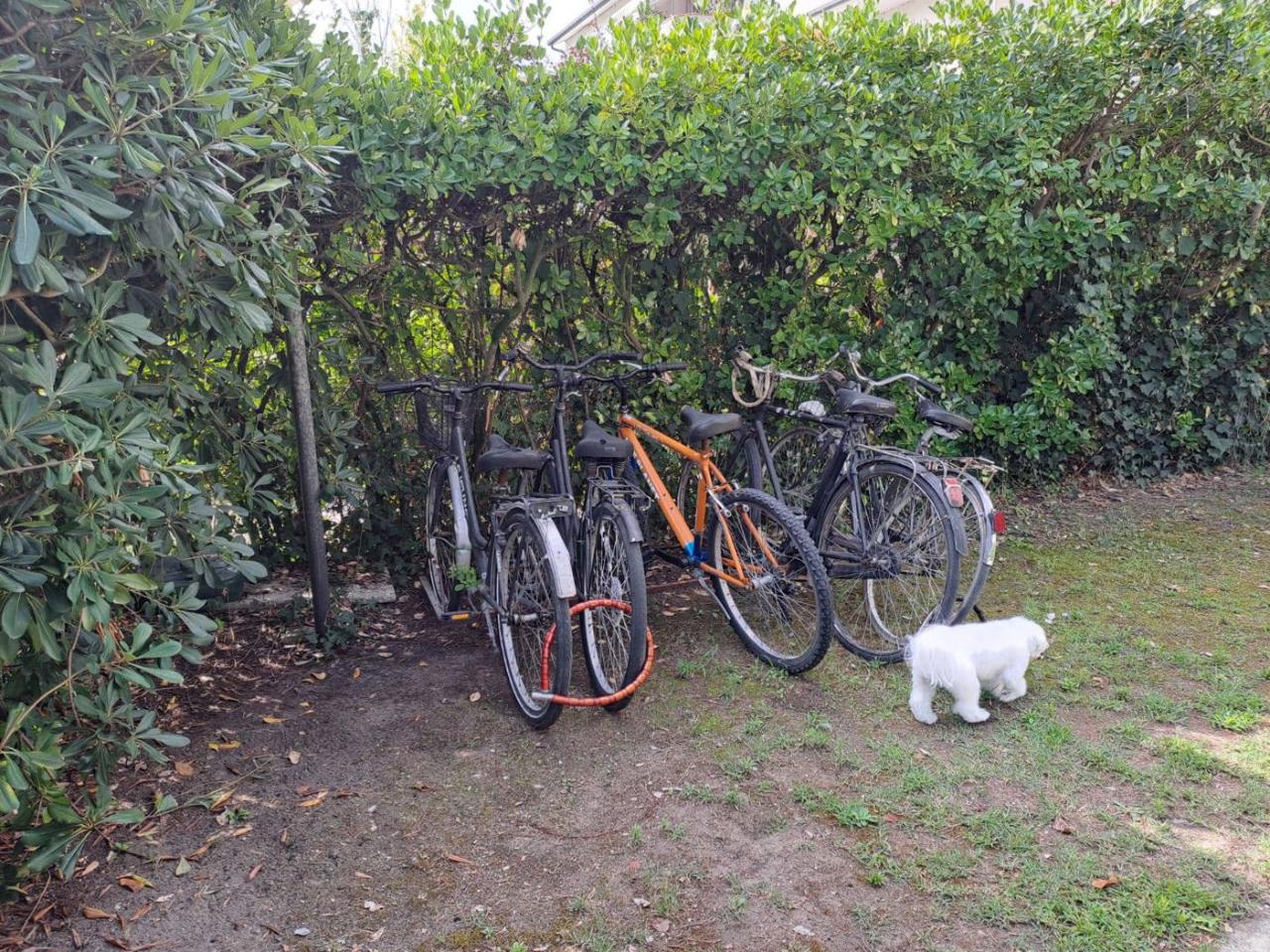 immagine annuncio 2 di 15