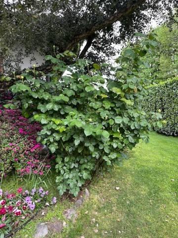 immagine annuncio 4 di 9