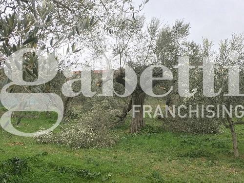 Terreno agricolo in vendita a Canosa Di Puglia
