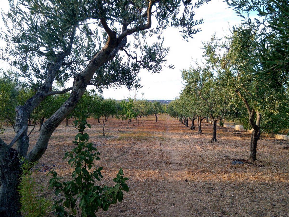 Terreno edificabile in vendita a Grottaglie