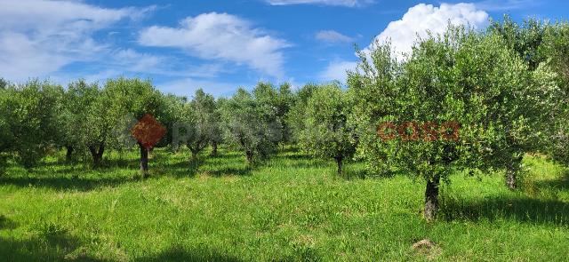 Terreno agricolo in {3}, Via della Macchia Snc - Foto 1