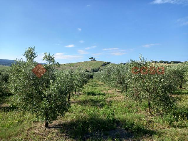 Terreno agricolo in {3}, Via Vicinale della Steccaia Snc - Foto 1