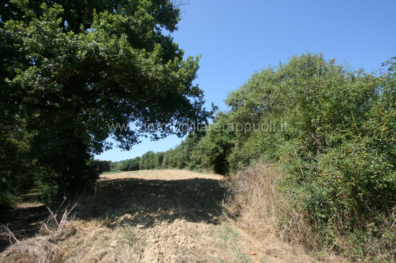immagine annuncio 11 di 13