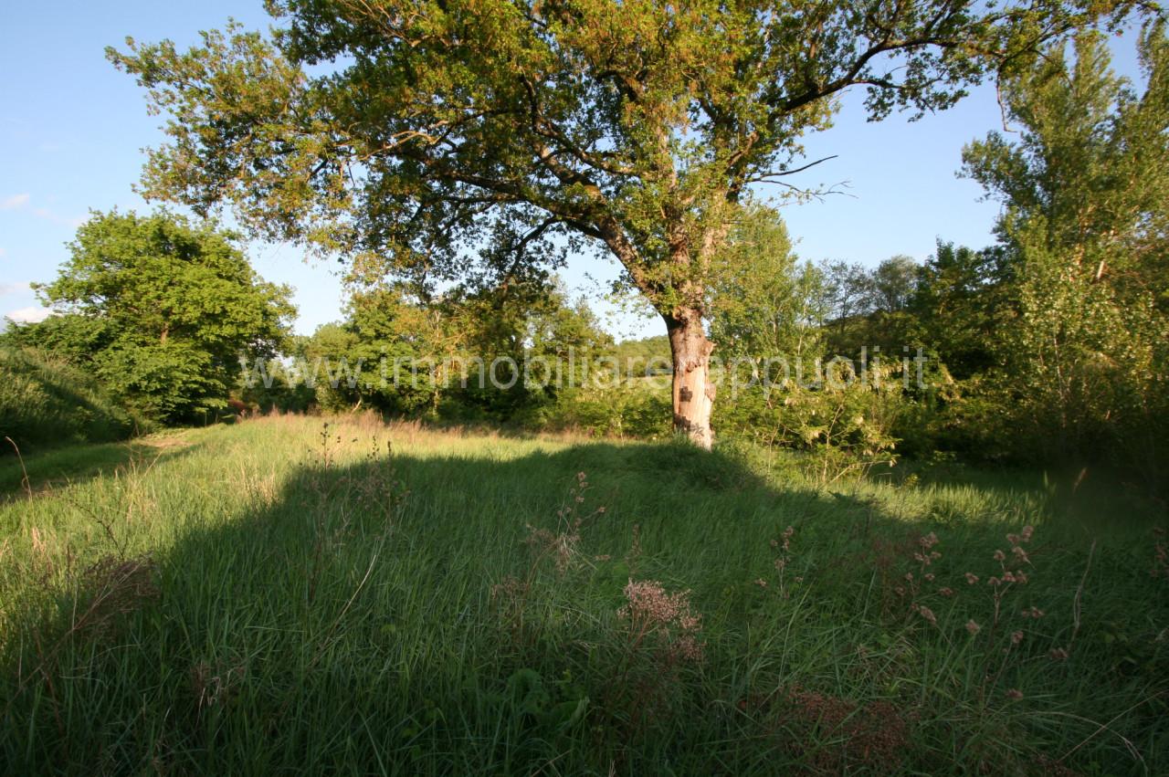 immagine annuncio 5 di 7