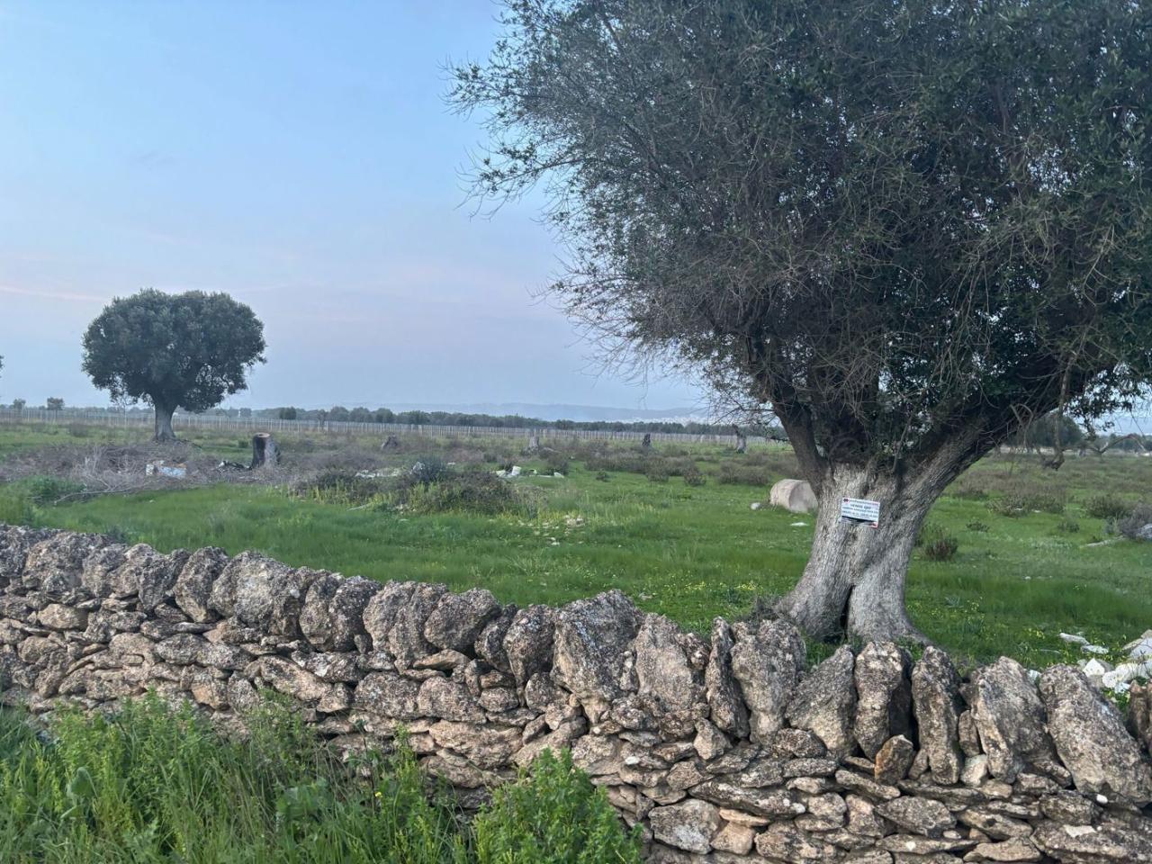 immagine annuncio 2 di 8