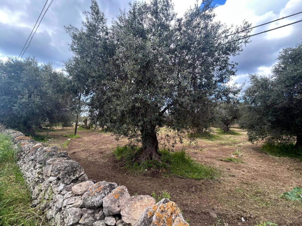 immagine annuncio 6 di 9