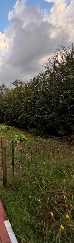 immagine annuncio 1 di 2