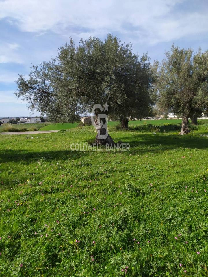 Terreno agricolo in vendita a Comiso