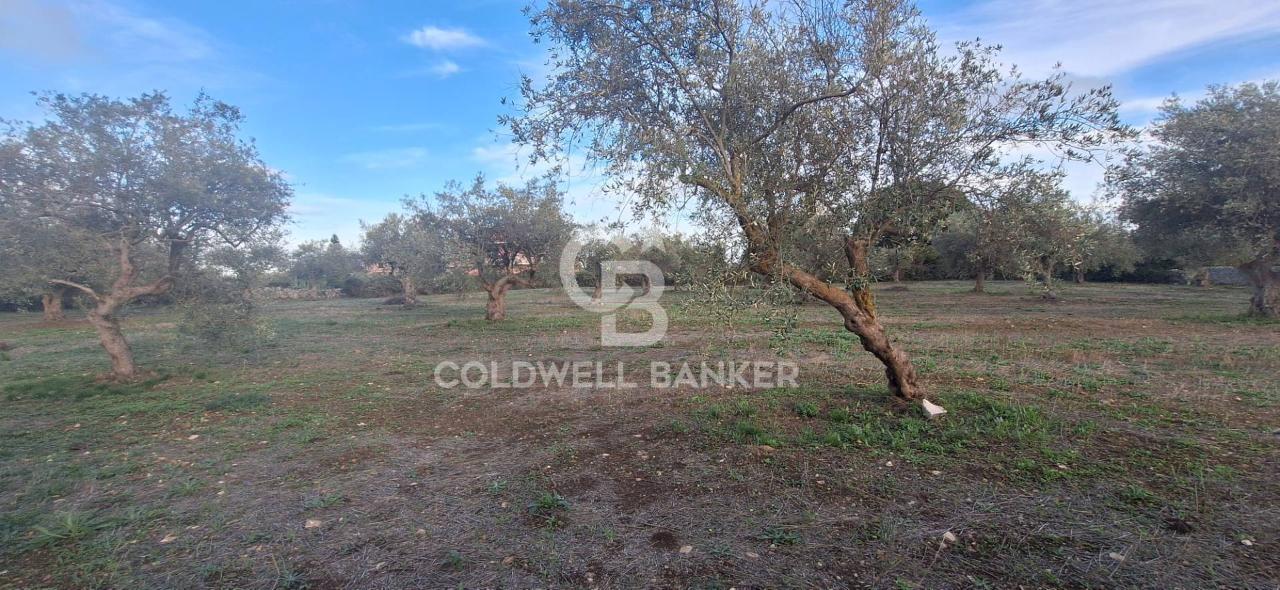 immagine annuncio 12 di 14