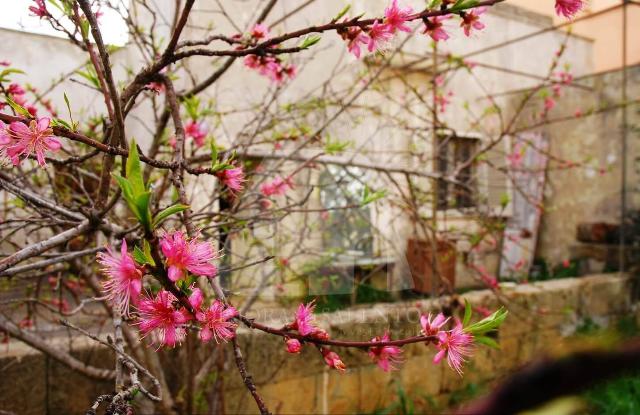 Einfamilienhaus in Via Regina Elena 29, Presicce-Acquarica - Foto 1