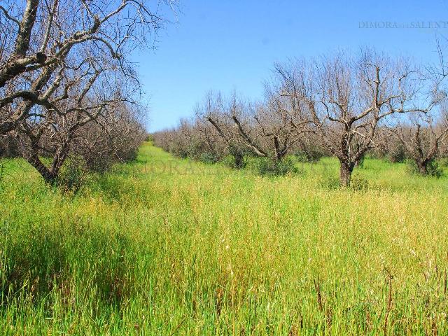 Terreno agricolo in {3}, Strada Vicinale Palombara - Foto 1