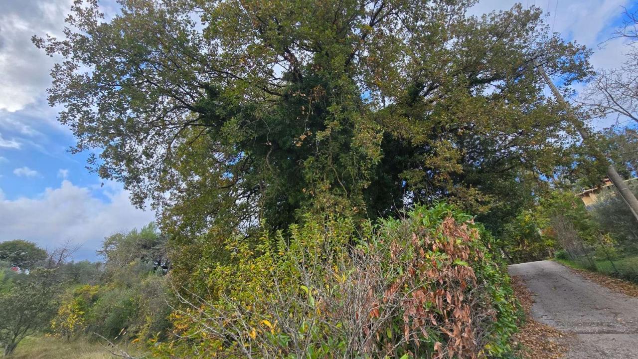 immagine annuncio 8 di 14