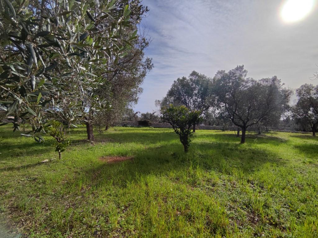 immagine annuncio 7 di 11