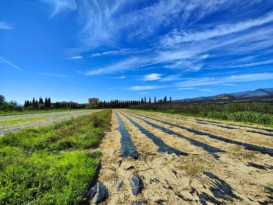 immagine annuncio 3 di 13