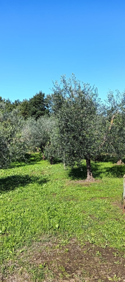 immagine annuncio 4 di 7