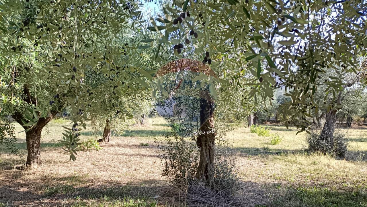 immagine annuncio 7 di 12
