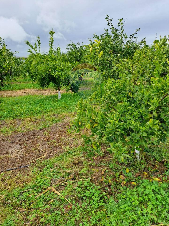 immagine annuncio 3 di 9
