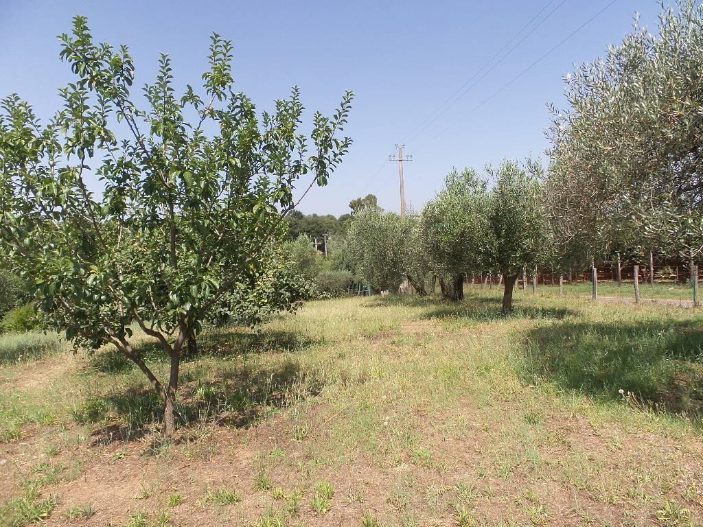 Terreno agricolo in vendita a Caprarola